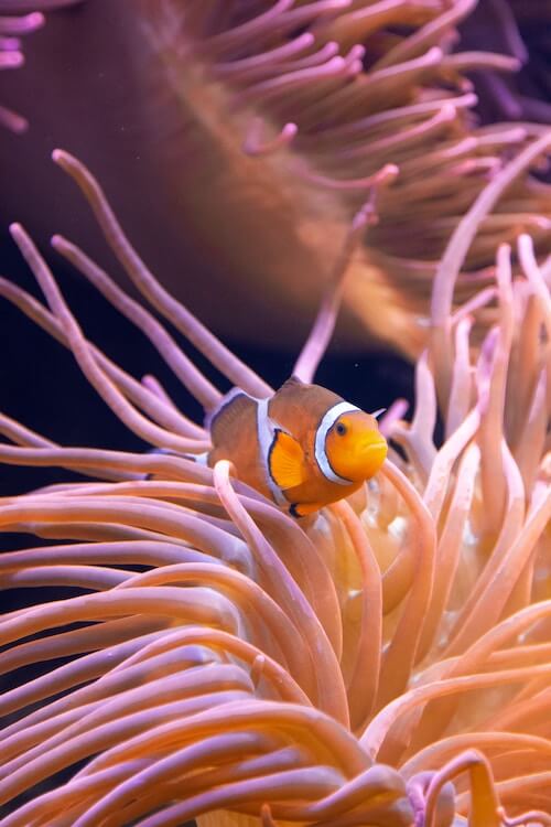 Poisson Nemo dans son corail