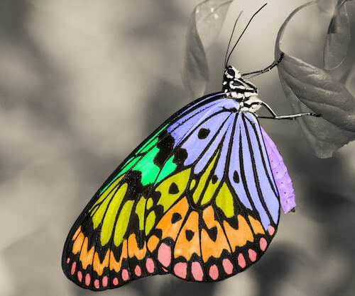 Papillons aux couleurs vives : violet, vert, orange, rouge, kaki
